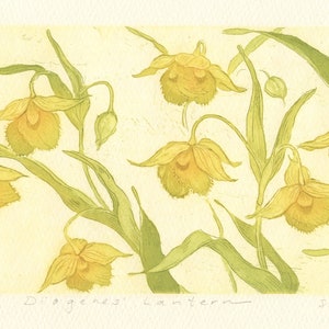 May include: A yellow and green botanical print titled "Diogenes' Lantern" by the artist "Smarter". The print features a cluster of yellow flowers with green stems and leaves.