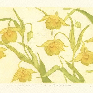 Calochortus amabilis, Diogenes' Lantern, Original Aquatint Etching image 1