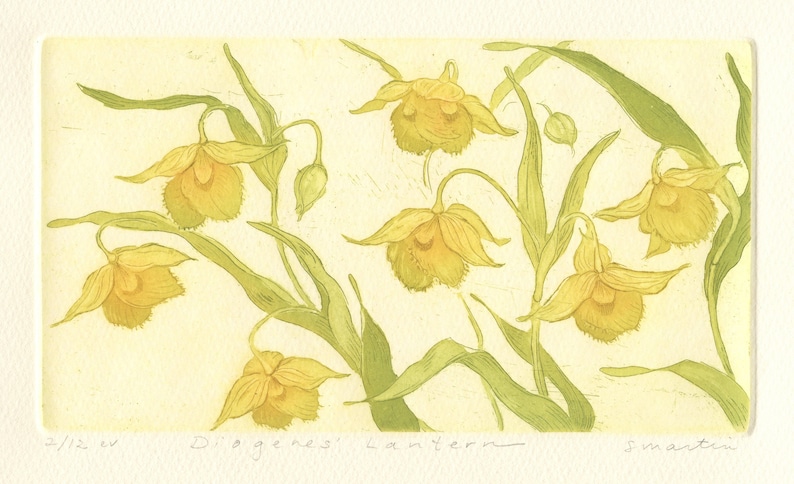 Calochortus amabilis, Diogenes' Lantern, Original Aquatint Etching image 1