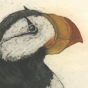 Horned Puffin, Fine Art Etching of Sea Bird image 2