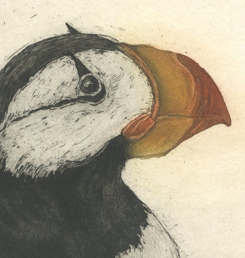 Horned Puffin, Fine Art Etching of Sea Bird image 2