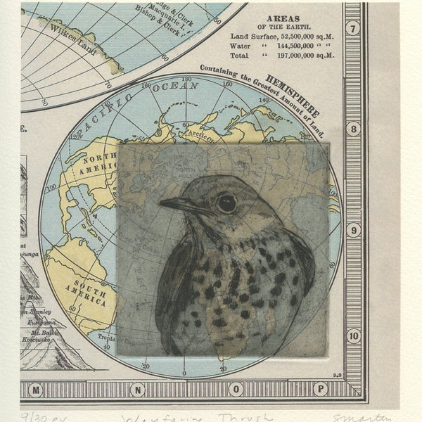 Hermit Thrush, Fine Art  Etching on Map