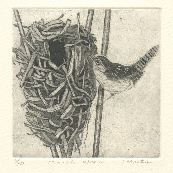 Marsh Wren Nest Fine Art Etching