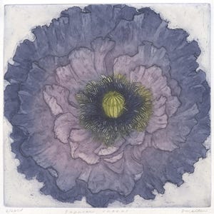 Papaver Rhoeas, Aquatint etching of Amazing Gray Poppy