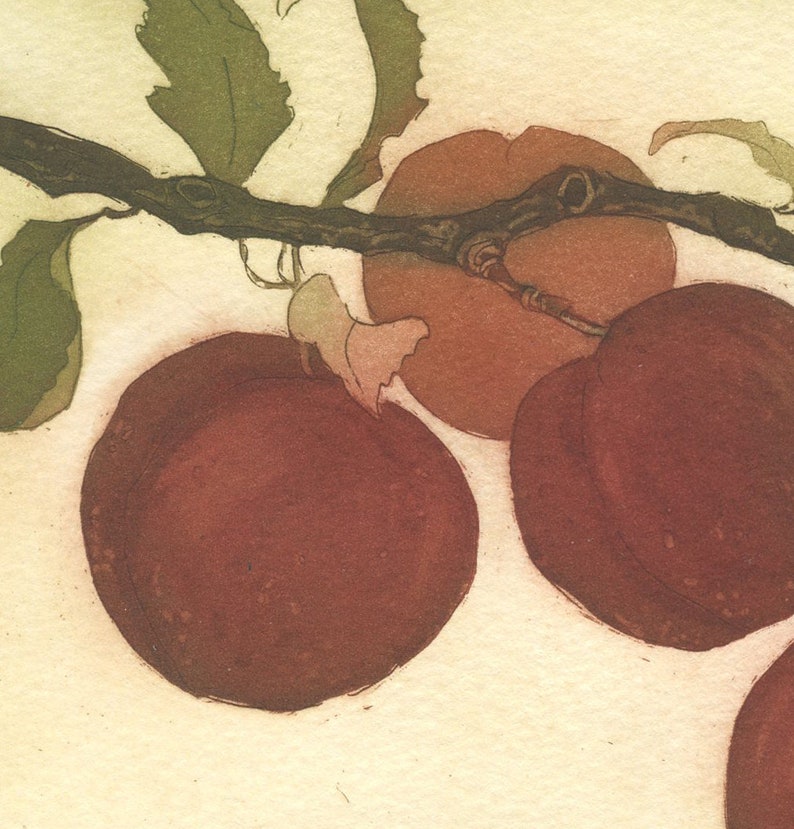 Pluots, Original Botanical Etching image 4