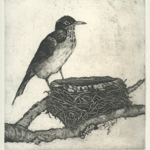 American Robin at Nest, Original Aquatint Etching
