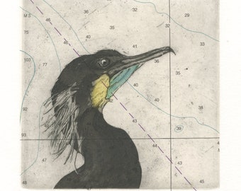 Brandt's Cormorant, etching of Pacific coast sea bird on nautical chart