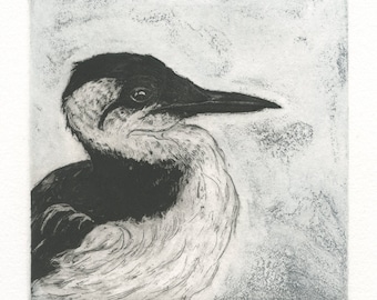 Guillemot marmette, gravure d’oiseau marin originale