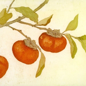 Three Persimmons, Original Fine Art Etching of fall persimmons