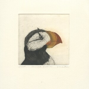Horned Puffin, Fine Art Etching of Sea Bird image 3