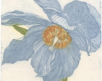Himalayan Blue Poppy Original Etching