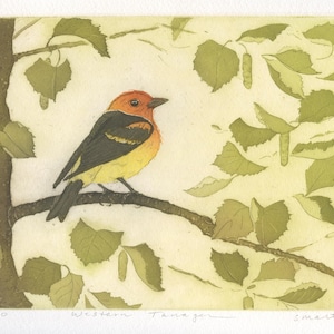 Western Tanager Original Etching (plus linocut)