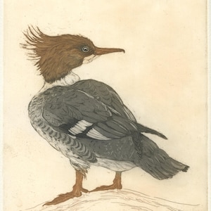 Common Merganser, Aquatint Etching of America&#39;s favorite duck (or mine, at least)
