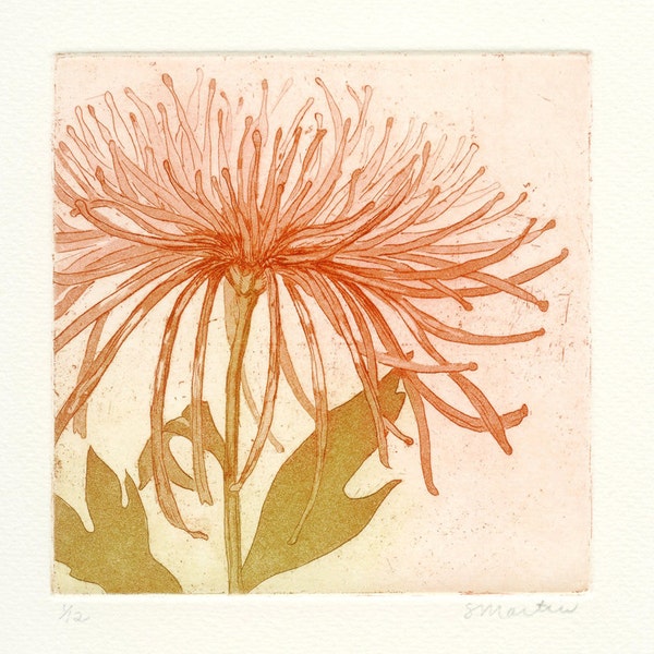 Special order for Sonya: Spider Mum and Anna's Hummingbird etchings