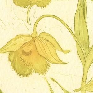 Calochortus amabilis, Diogenes' Lantern, Original Aquatint Etching image 2