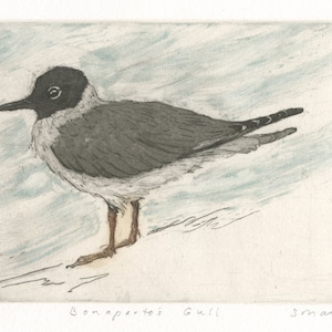 Bonaparte&#39;s Gull, Original Aquatint Etching
