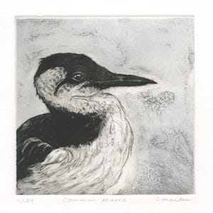 Common Murre, Original Fine Art Etching of Seabird