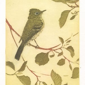 Pacific-slope Flycatcher, Original Etching (now renamed Western Flycatcher)