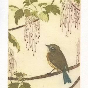 Red-flanked Bluetail, Original Etching