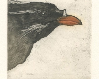 Rhinoceros Auklet, Original Etching of Seabird, Puffin Relative