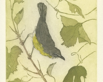 Fine Art Etching, Yellow-Breasted Chat