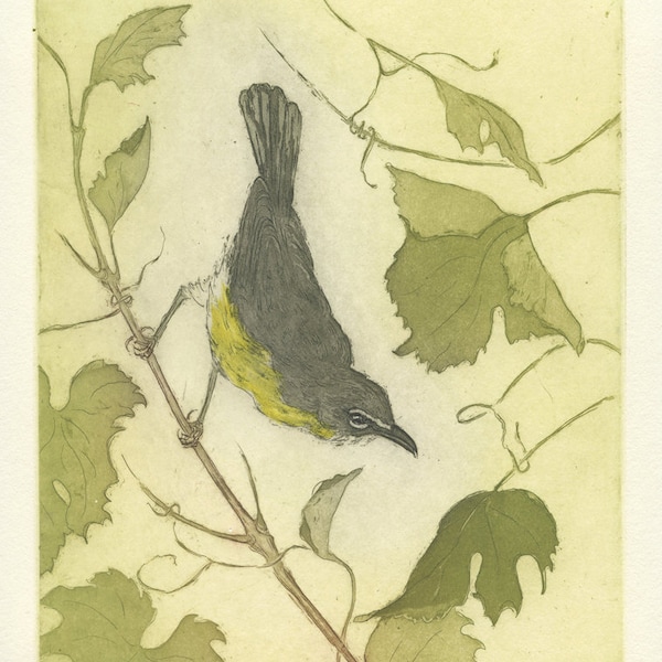 Fine Art Etching, Yellow-Breasted Chat