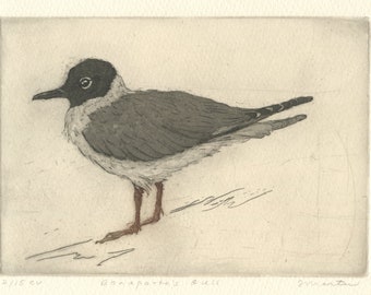 Bonaparte's Gull, Original Aquatint Etching