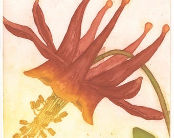 Western Columbine, Original Etching