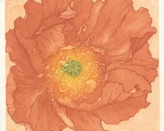 Colibri Poppy, Original Etching