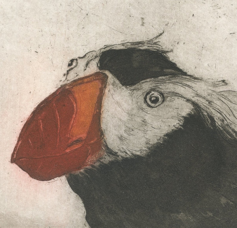 Fine Art Etching of Sea Bird Tufted Puffin