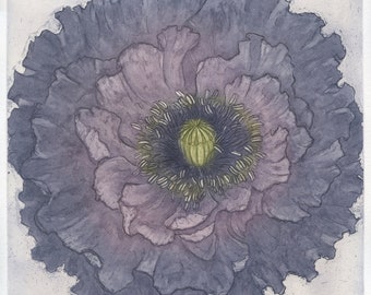 Papaver Rhoeas, Aquatint etching of Amazing Gray Poppy