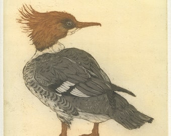 Common Merganser, Aquatint Etching of America's favorite duck (or mine, at least)
