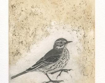 American Pipit, Original Aquatint Etching