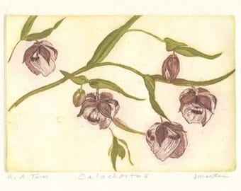 Calochortus albus, Original Aquatint Etching