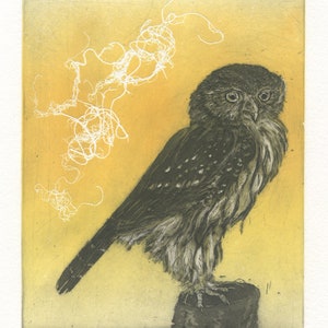 Northern Pygmy Owl, Original Etching