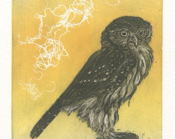 Northern Pygmy Owl, Original Etching