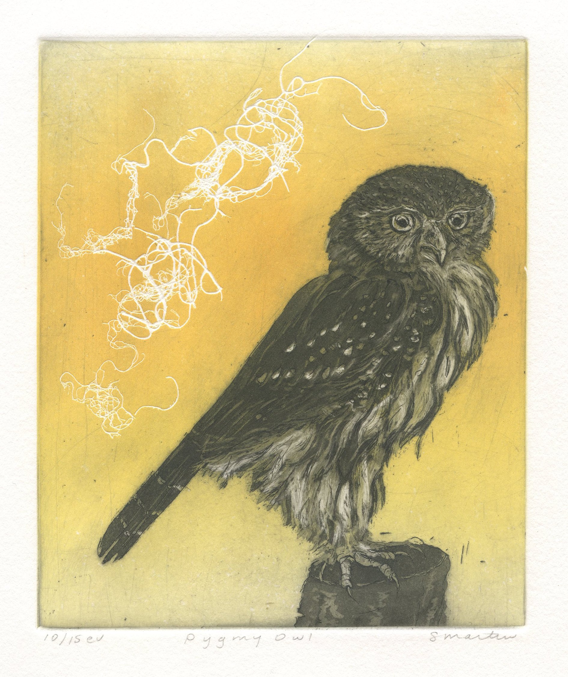 Northern Pygmy Owl, Original Etching