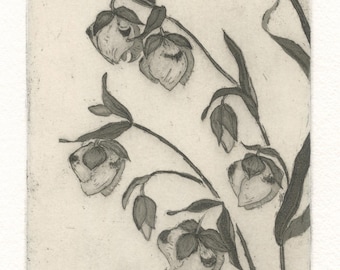 Calochortus albus, Original Aquatint Etching of Fairy Lantern wildflower