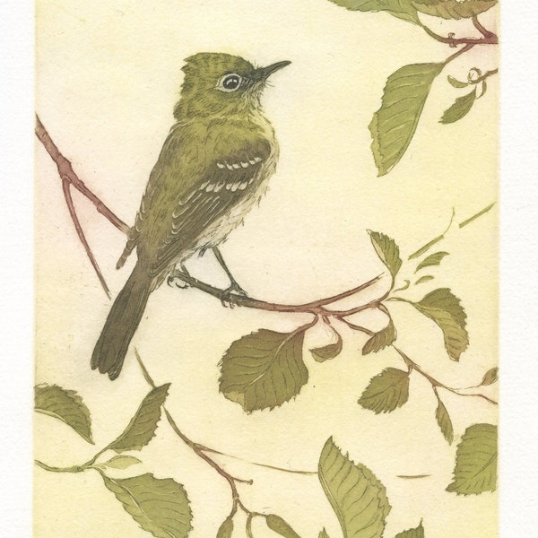 Pacific-slope Flycatcher, Original Etching