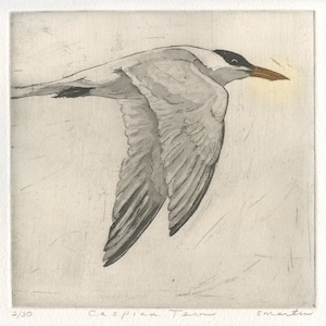 Caspian Tern, original Etching