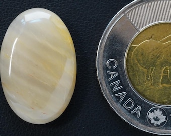 Oval Petrified Wood Cabochon