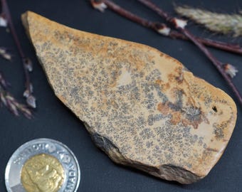 Polished Slab of Dendritic Dolomitic Limestone