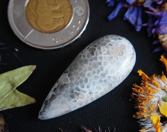Pear Shaped Canadian Fossilized Coral Cabochon