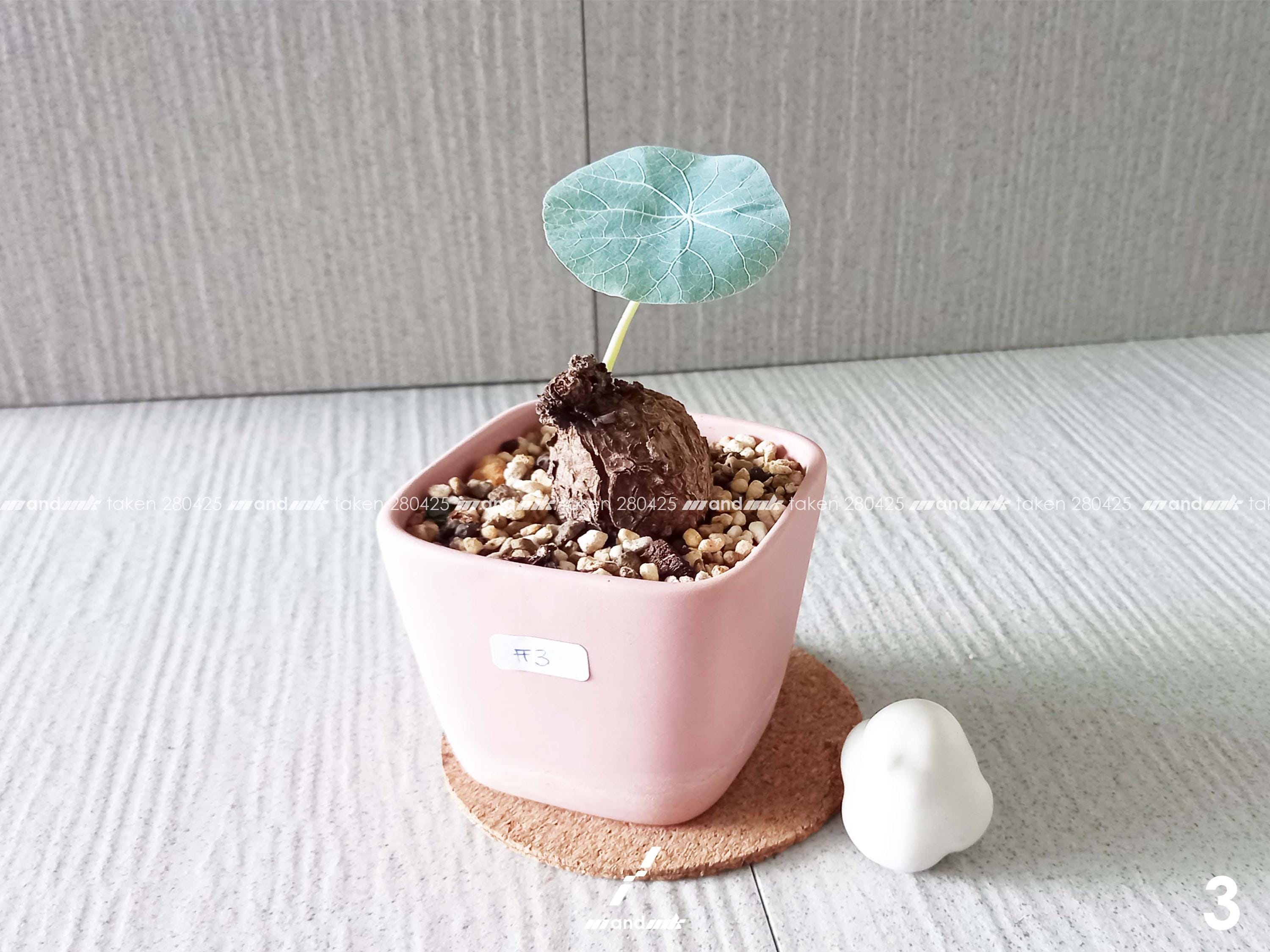 【たかちゃん】ステファニア・カウィーサキ ステファニア / Stefania | tokyoplants / 観葉植物専門店