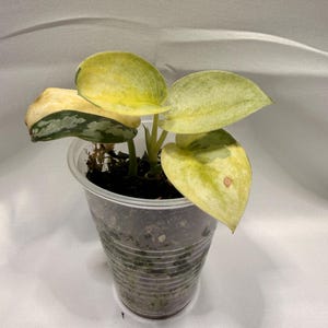 Scindapsus Matcha - Etsy