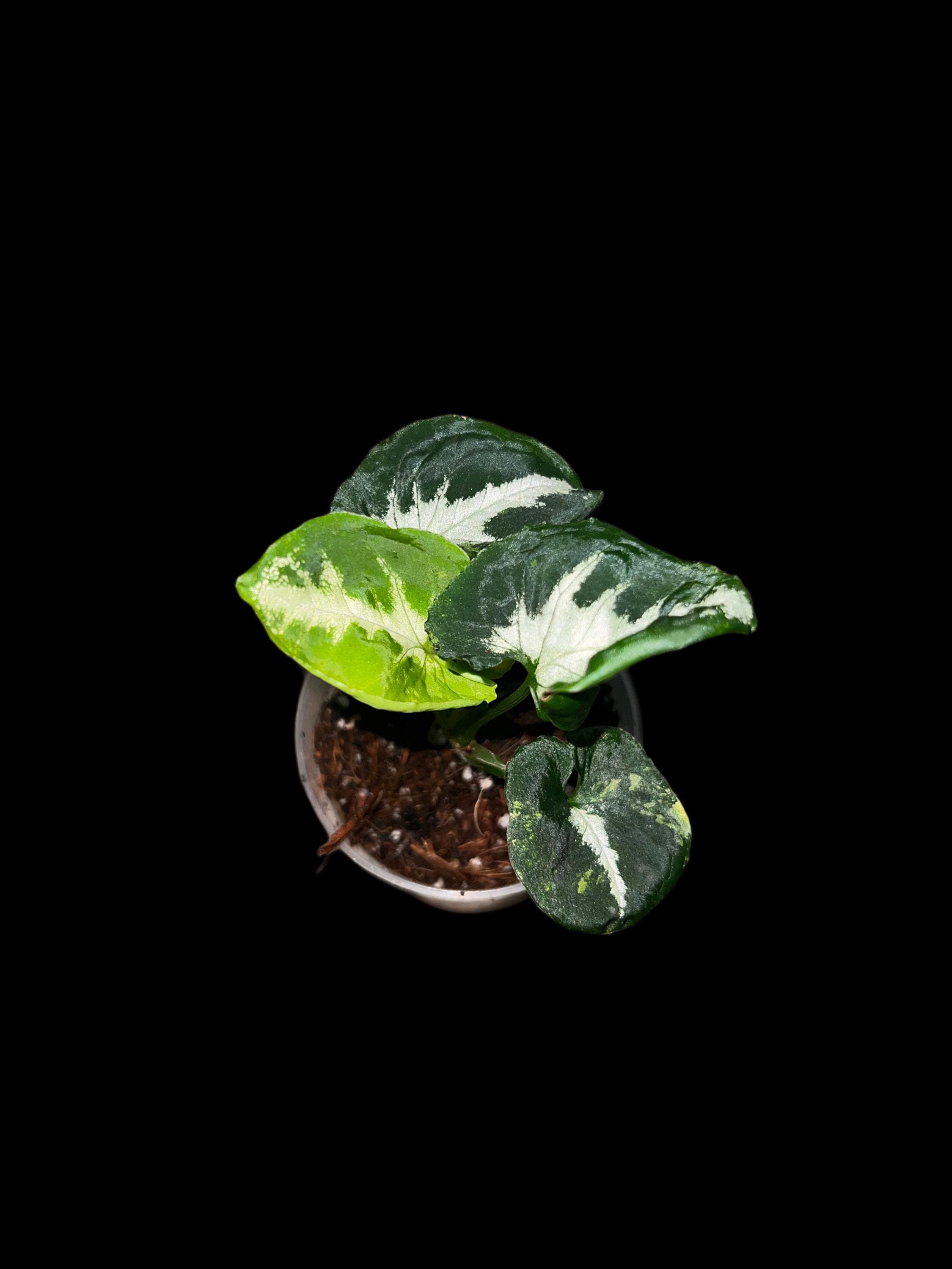 Syngonium scrambled eggs variegated