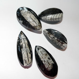 May include: Five fossilized ammonite shells in a teardrop shape, polished to a smooth finish. The shells are black with white markings.