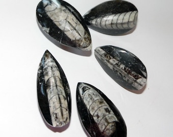Orthoceras Fossil Drawer Pulls Hardware Knobs Cabinet Pulls Chrome Brass Copper Bronze Antique Brass Screws Included
