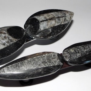 Orthoceras Fossil Drawer Handles Hardware Knobs Cabinet Pulls Chrome Brass Copper Bronze Antique Brass Screws Included