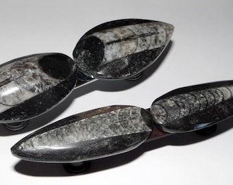 Orthoceras Fossil Drawer Handles Hardware Knobs Cabinet Pulls Chrome Brass Copper Bronze Antique Brass Screws Included